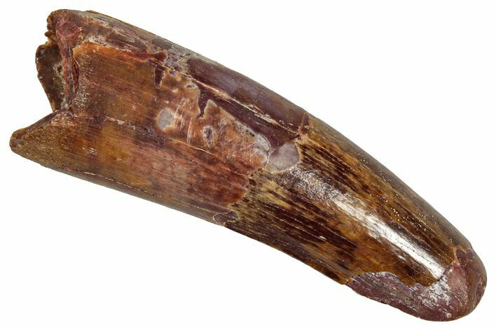 Fossil Spinosaurus Tooth - Real Dinosaur Tooth #356804